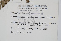 斜方複葉耳蕨藏品圖，第2張