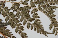 斜方複葉耳蕨藏品圖，第3張