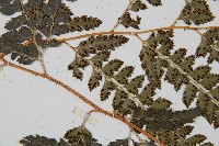 斜方複葉耳蕨藏品圖，第4張