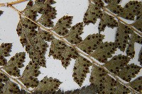 斜方複葉耳蕨藏品圖，第5張