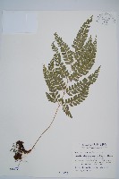 斜方複葉耳蕨藏品圖，第1張