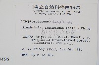 斜方複葉耳蕨藏品圖，第2張