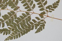 斜方複葉耳蕨藏品圖，第3張