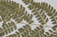 斜方複葉耳蕨藏品圖，第4張