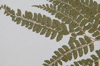 斜方複葉耳蕨藏品圖，第5張