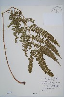 斜方複葉耳蕨藏品圖，第1張