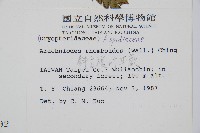 斜方複葉耳蕨藏品圖，第2張