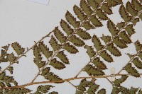 斜方複葉耳蕨藏品圖，第4張