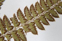 斜方複葉耳蕨藏品圖，第5張