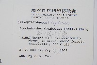 斜方複葉耳蕨藏品圖，第2張