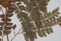 斜方複葉耳蕨藏品圖，第3張