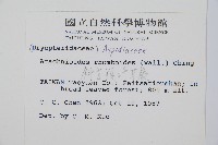 斜方複葉耳蕨藏品圖，第2張