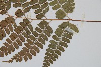 斜方複葉耳蕨藏品圖，第3張