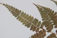 斜方複葉耳蕨藏品圖，第5張