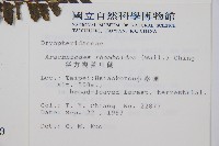 斜方複葉耳蕨藏品圖，第2張