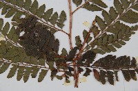 斜方複葉耳蕨藏品圖，第3張