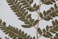 斜方複葉耳蕨藏品圖，第4張