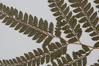 斜方複葉耳蕨藏品圖，第5張