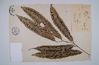 斜方複葉耳蕨藏品圖，第6張