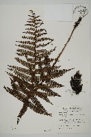 頂囊肋毛蕨藏品圖，第1張