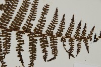 頂囊肋毛蕨藏品圖，第3張