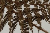 頂囊肋毛蕨藏品圖，第4張