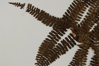 頂囊肋毛蕨藏品圖，第5張