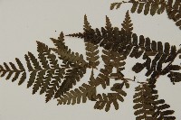 頂囊肋毛蕨藏品圖，第3張