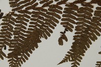 頂囊肋毛蕨藏品圖，第4張