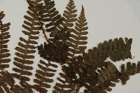 頂囊肋毛蕨藏品圖，第5張