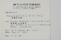 頂囊肋毛蕨藏品圖，第2張