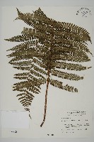 頂囊肋毛蕨藏品圖，第1張