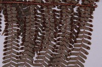 頂囊肋毛蕨藏品圖，第3張