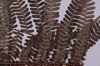 頂囊肋毛蕨藏品圖，第4張