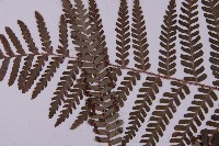 頂囊肋毛蕨藏品圖，第5張