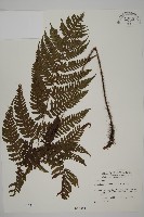 愛德氏肋毛蕨藏品圖，第1張