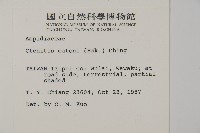 愛德氏肋毛蕨藏品圖，第2張