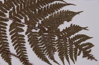 愛德氏肋毛蕨藏品圖，第3張