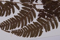 愛德氏肋毛蕨藏品圖，第5張