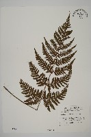 愛德氏肋毛蕨藏品圖，第1張