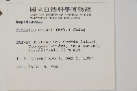 愛德氏肋毛蕨藏品圖，第2張