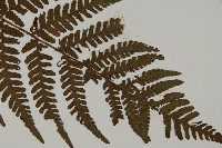 愛德氏肋毛蕨藏品圖，第3張