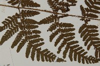 愛德氏肋毛蕨藏品圖，第4張