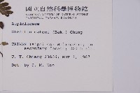 愛德氏肋毛蕨藏品圖，第2張