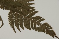 愛德氏肋毛蕨藏品圖，第3張
