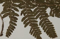 愛德氏肋毛蕨藏品圖，第4張