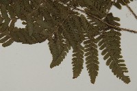 愛德氏肋毛蕨藏品圖，第5張