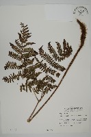 肋毛蕨藏品圖，第1張