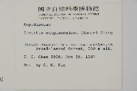 肋毛蕨藏品圖，第2張