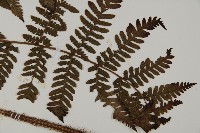 肋毛蕨藏品圖，第3張